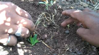 Soil Charger technology  Hindi  aur Krushi amrut se white root aur earthworms wonderful setting [upl. by Olyhs]