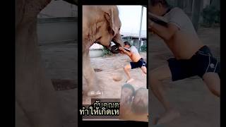 Elephant aatic short video youtube [upl. by Nauqan]