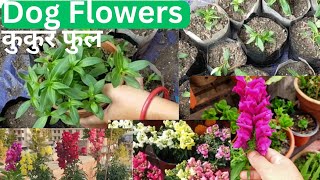 How To Grow Dog flower and Repotting  Grow Antirrhinum  Snapdragon Soil mix fertilizing garden [upl. by Ilatan]