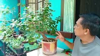 WORKSHOP OF FICUS NANA BONSAI TREE [upl. by Clevie67]