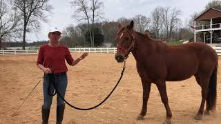 Working with a skittish horse part 2 Using touch to encourage relaxation [upl. by Oalsecnew]