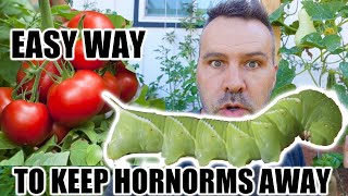 Keep Hornworms AWAY  EASY [upl. by Hcardahs817]