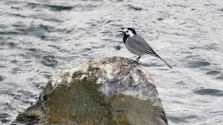 White Wagtail Motacilla alba  Bachstelze [upl. by Chatterjee566]