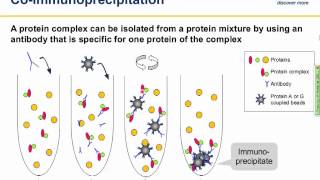 Immunoprecipitation IP principles and troubleshooting [upl. by Ennaihs]