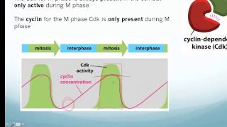 Cell Cyclemp4 [upl. by Eglanteen]