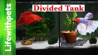 Divided Betta Fish 10 gallon Tank Tour [upl. by Alik]