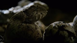 Hatching of Ancient Tuatara Reptiles  Wild New Zealand  BBC Earth [upl. by Ciryl304]