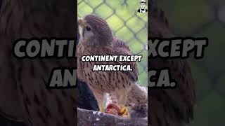 Amazing Facts About the Peregrine FalconPeregrineFalcon FastestAnimal Wildlife BirdsofPreyFact [upl. by Aldon]