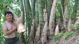 Harvesting and drying giant bamboo shoots for food Robert  Green forest life [upl. by Eldnik51]