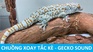 Làm Chuồng Xoay Cho Tắc Kè 5 Năm Tuổi  Gecko Sound Effects [upl. by Adnilav453]