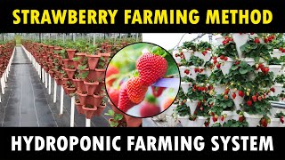 Hydroponic Strawberry Farming  How to grow Strawberries at Home [upl. by Muna645]