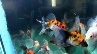 English Calico Veiltail Goldfish [upl. by Imhskal]