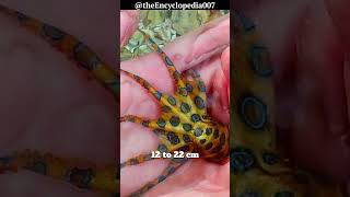 The Blue Ringed Octopus Deadly Creature [upl. by Teddie]