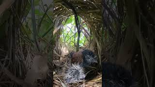 Baby Greater coucal Birds Very hungry 1 [upl. by Ellennej]