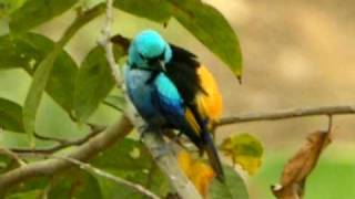 Sevencolored Tanager [upl. by Annej]