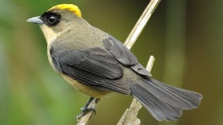 Canto do TIÊDETOPETE Trichothraupis melanops [upl. by Deehan]