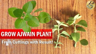 How to grow Ajwain Plant from Cuttings easily  Ajwan Plant Herb care video tips in English [upl. by Thesda488]