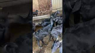 Osmanabadi goat Aavelebl for selling kontyak no 9359344322 [upl. by Harriot]