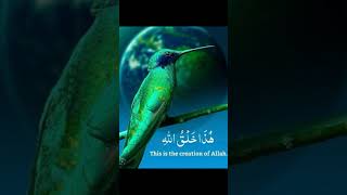 THIS IS THE CREATION OF ALLAH  AYAT E QURAN  TILAWAT voiceeffects virel qurantilawatislam [upl. by Emirac]