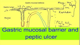 Gastric mucosal barrier and peptic ulcer  Gastrointestinal physiology mbbs 1st year lectures [upl. by Eidoj]