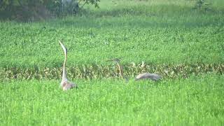 MVI 0123 Purple Heron courtship Hoskote Kere DMW 011024 [upl. by Akkeber173]