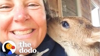 Woman Discovers An Orphaned Fawn On Her Lawn  The Dodo [upl. by Othilia]