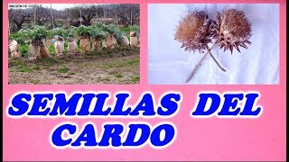 Como Obtener Semillas del Cardo Blanco Comestible  Todo Huerta y Jardín [upl. by Thompson]