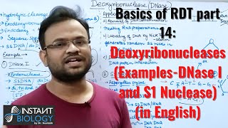 Basics of RDT part 14 Deoxyribonucleases ExamplesDNase I and S1 Nuclease [upl. by Brennen]