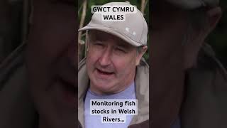 Returning to the Afon Cwm  Monitoring fish stocks in Welsh rivers [upl. by Demahum]