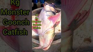 Monster Goonch Catfish 30 Kg। youtubeshorts shorts short fish bigfish monsterfish giantfish [upl. by Voccola]