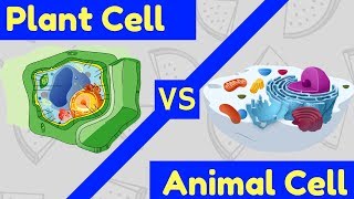 Plant Cell vs Animal Cell  3 Key Differences [upl. by Atiroc]