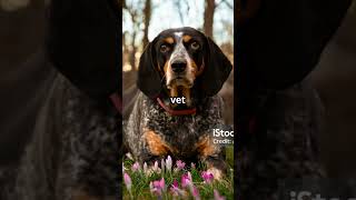 Blue Tick Hound Quick Facts hound dog hunting [upl. by Aicilana]