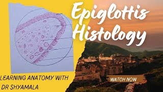 Histology of Epiglottis Step by step drawing with description [upl. by Sidman]