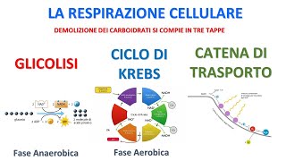 LA RESPIRAZIONE CELLULARE  COMPLETO [upl. by Fennie325]