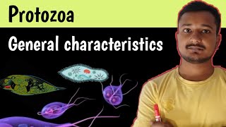 General characteristics of Protozoa  general characteristics Bsc 1st year Zoology chapter 1 [upl. by Jill]