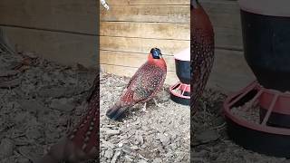 Bażant tragopan tyminek samiec [upl. by Tamanaha777]