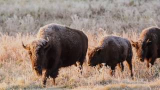 Canada’s Bison Restoring a Legacy [upl. by Enedan]