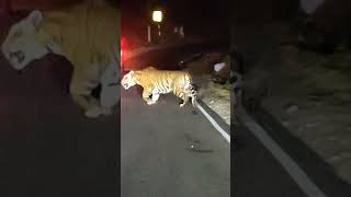 Masinagudi tiger spotting kgf music masinagudi ooty wildlife tiger thriller nightvibes [upl. by Peace]