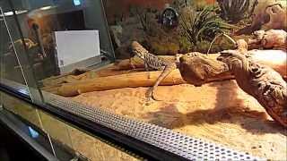 Pogona VS Locusta HD [upl. by Anom]