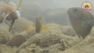 GoPro Footage Underwater  feeding Fish  FLV Official [upl. by Tomasz]