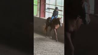 Standing trot on fancy pantsy viralvideo homepage [upl. by Yevre619]