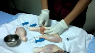 Intraosseous Needle Insertion  MTLS [upl. by Adnalahs]