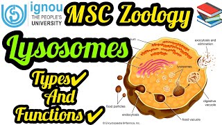 📚 IGNOU✅ 👉Lysosomes✔️ 📚🖊️Types Structure and Function 📚✔️💯 ignou msc msczoology lysosome [upl. by Lavery]