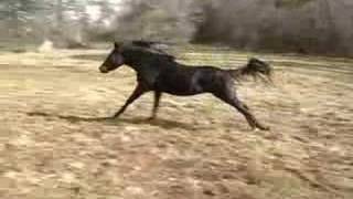 Zaraq El Amir BWA Black Arabian Stallion [upl. by Ceevah]