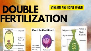 Chapter 1 Biology Reproduction in flowering plants ☘️ PART5  DOUBLE FERTILISATION CLASS 12 [upl. by Suzann363]