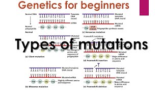 Genetic mutations  Types of mutations in genetics  Genetics for beginners [upl. by Etnahs]