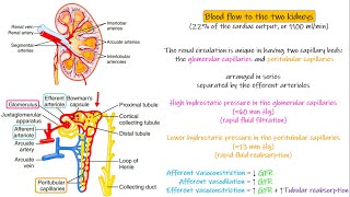 Kidney Physiological Anatomy Chapter 26 part 2 Guyton and Hall Physiology [upl. by Sungam530]