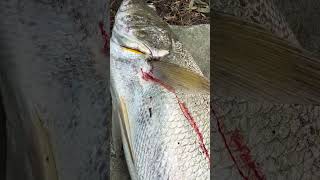 97cm Mulloway fishing fish mulloway [upl. by Iew]