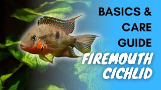 Firemouth Cichlid Basics And Care Guide [upl. by Tatia]