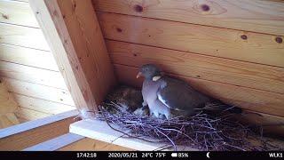 Ringeltauben Nachwuchs  210520  erster Einblick ins Nest [upl. by Janeen853]